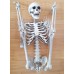 İnsan Vücudu İskelet Kemik Dekor 90 Cm